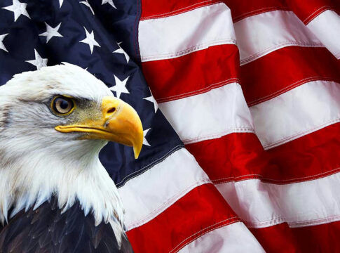 Bald eagle in front of the American flag.