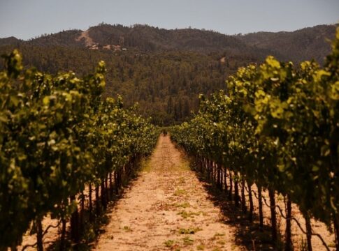 Vineyard rows leading toward forested hills